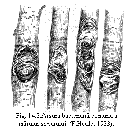 Text Box:  
Fig. 14.2.Arsura bacteriana comuna a marului si parului  (F.Heald, 1933). 
