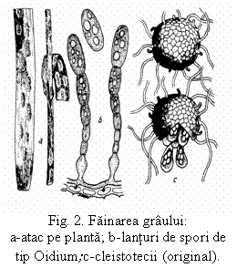 Text Box:  
Fig. 2. Fainarea graului:
a-atac pe planta; b-lanturi de spori de tip Oidium;c-cleistotecii (original).
