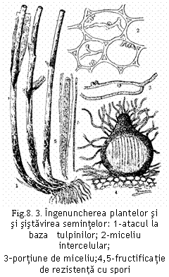 Text Box:  Fig.8. 3. Ingenuncherea plantelor si 
si sistavirea semintelor: 1-atacul la baza   tulpinilor; 2-miceliu intercelular; 
3-portiune de miceliu;4,5-fructificatie de rezistenta cu spori 
(T. Ferraris, 1938).


