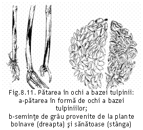 Text Box:  Fig.8.11. Patarea in ochi a bazei tulpinii:
a-patarea in forma de ochi a bazei tulpiniilor;
b-seminte de grau provenite de la plante 
bolnave (dreapta) si sanatoase (stanga)
(Ana Hulea, 1985).
