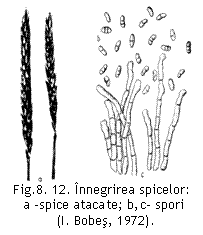 Text Box:  
Fig.8. 12. Innegrirea spicelor:
a -spice atacate; b,c- spori
 (I. Bobes, 1972).
