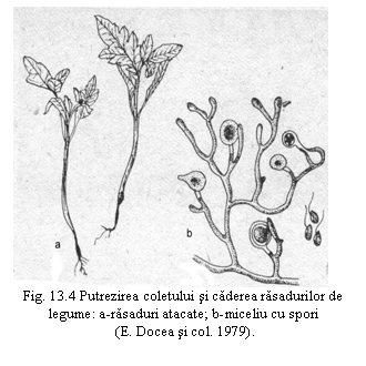 Text Box: 
Fig. 13.4 Putrezirea coletului si caderea rasadurilor de legume: a-rasaduri atacate; b-miceliu cu spori
 (E. Docea si col. 1979).
