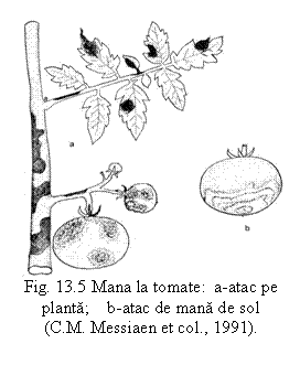 Text Box:  
Fig. 13.5 Mana la tomate:  a-atac pe planta;    b-atac de mana de sol
(C.M. Messiaen et col., 1991).


