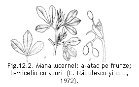 Text Box:  
Fig.12.2. Mana lucernei: a-atac pe frunze; 
b-miceliu cu spori  (E. Radulescu si col., 1972).

