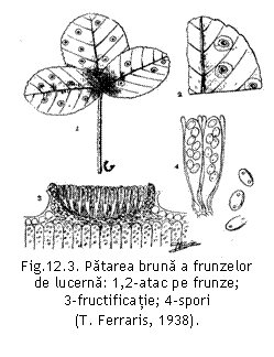 Text Box:  
Fig.12.3. Patarea bruna a frunzelor de lucerna: 1,2-atac pe frunze; 
3-fructificatie; 4-spori 
(T. Ferraris, 1938).
