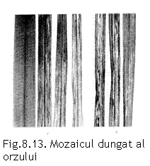Text Box:  
Fig.8.13. Mozaicul dungat al orzului 
 (I. Pop, 1975).

