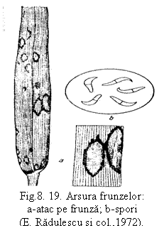 Text Box:  
Fig.8. 19. Arsura frunzelor:
a-atac pe frunza; b-spori                               (E. Radulescu si col.,1972).

