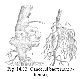 Text Box:  
Fig. 14.13. Cancerul bacterian: a-tumori;
 b-rdcini fibroase  (original).

