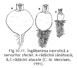 Text Box:  
Fig.10.11. Ingalbenirea necrotica a nervurilor sfeclei: A-radacina sanatoasa; B,C-radacini atacate (C. M. Messiaen, 1991).

