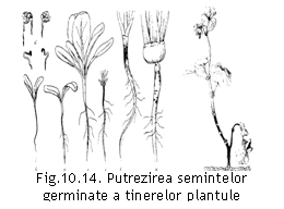 Text Box:  
Fig.10.14. Putrezirea semintelor germinate a tinerelor plantule (G.Goidanich,1964).

