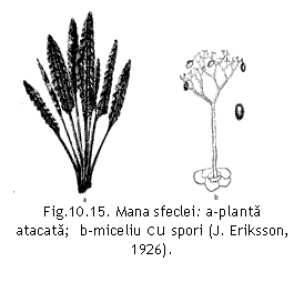 Text Box:  
Fig.10.15. Mana sfeclei: a-planta atacata;  b-miceliu cu spori (J. Eriksson, 1926).

