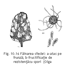 Text Box:  
Fig. 10.16 Fainarea sfeclei: a-atac pe frunza; b-fructificatie de rezistentacu spori  (Olga Svulescu,1965).


