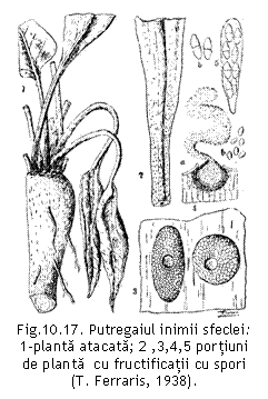 Text Box:  
Fig.10.17. Putregaiul inimii sfeclei:           1-planta atacata; 2 ,3,4,5 portiuni de planta  cu fructificatii cu spori
(T. Ferraris, 1938).

