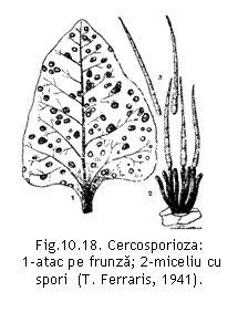 Text Box:  
Fig.10.18. Cercosporioza: 
 1-atac pe frunza; 2-miceliu cu spori  (T. Ferraris, 1941).
beticola

