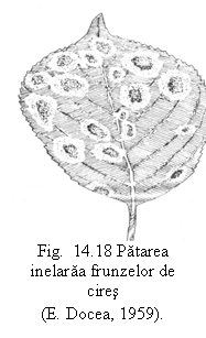 Text Box:  
Fig.  14.18 Patarea  inelaraa frunzelor de cires 
(E. Docea, 1959).
