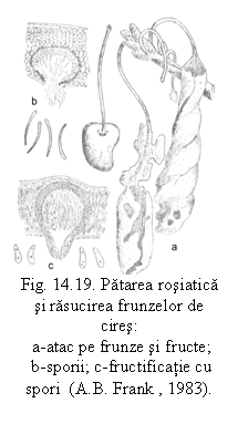 Text Box:  
Fig. 14.19. Patarea rosiatica si rasucirea frunzelor de cires: 
 a-atac pe frunze si fructe;
 b-sporii; c-fructificatie cu spori  (A.B. Frank , 1983).

