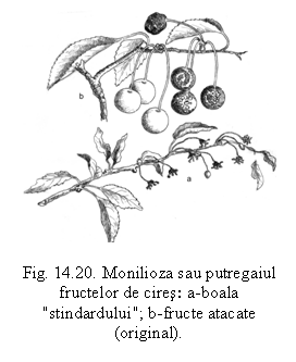 Text Box:  

Fig. 14.20. Monilioza sau putregaiul fructelor de cires: a-boala 'stindardului'; b-fructe atacate (original).

