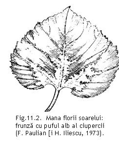 Text Box:  
Fig.11.2.  Mana florii soarelui: frunza cu puful alb al ciupercii
(F. Paulian [i H. Iliescu, 1973).

