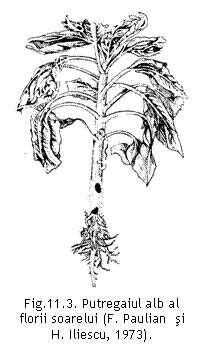 Text Box:  
Fig.11.3. Putregaiul alb al florii soarelui (F. Paulian  si 
H. Iliescu, 1973).


