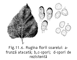 Text Box:  
Fig.11.6. Rugina florii soarelui: a- frunza atacata; b,c-spori;  d-spori de rezistenta
(E. Docea si V. Severin, 1964).

