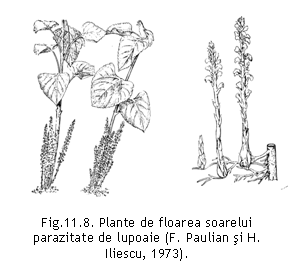 Text Box:  

Fig.11.8. Plante de floarea soarelui parazitate de lupoaie (F. Paulian si H. Iliescu, 1973).


