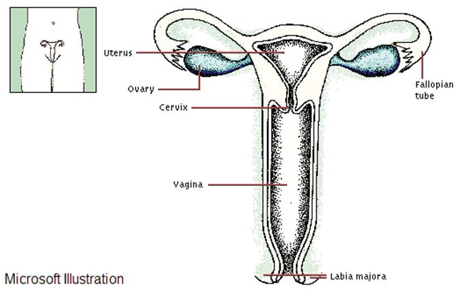 Fiziologia aparatului genital masculin