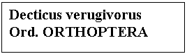 Text Box: Decticus verugivorus 
Ord. ORTHOPTERA
