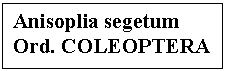 Text Box: Anisoplia segetum 
Ord. COLEOPTERA
