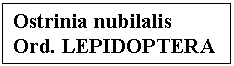 Text Box: Ostrinia nubilalis             
Ord. LEPIDOPTERA

