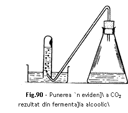 Text Box:  

Fig.90 - Punerea `n eviden] a CO2 rezultat din fermenta]ia alcoolic
