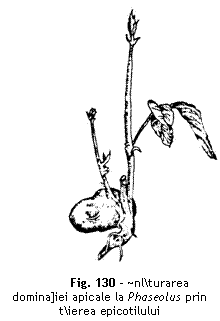 Text Box:  

Fig. 130 - ~nlturarea domina]iei apicale la Phaseolus prin tierea epicotilului
