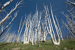 Dead trees near the summit of Mt. Washburn. These trees are the victims of a massive forest fire in 1987 that burned through over 30% of the forest running through the park. In a controversial decision, it went unchecked by the National Park Service, but has allowed for new growth to sprout in large parts of the park.