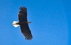 Raptors such as Bald Eagles (pictured above), Golden Eagles, and Falcons are commonly seen throughout the park. This Bald Eagle was photographed while hunting for prey near Mammoth Hot Springs, in the northern portion of the park.