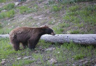 It is not at all unusual to see many types of bears, like this black bear, near the roadways or up on the ridges of Yellowstone in the summertime, usually foraging for food.