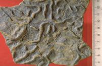 helminthopsis trace fossil