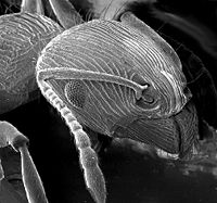 Imagine a unei furnici la microscopul electronic cu baleaj