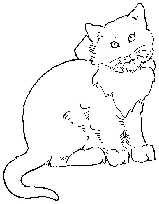 cat1[1].jpg