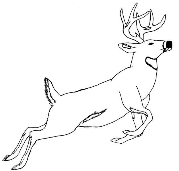 stag[1].gif