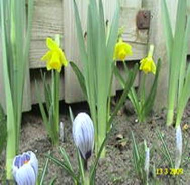 Nume: Narcise si corcusi 13 mart 2009 (2)
Data: 14:25 13-Mar-2009