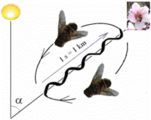C:Documents and SettingsJAPulpit275px-Bee_dance.png