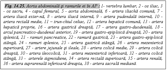 Text Box:  Fig. 14.25. Aorta abdominala si ramurile ei in AP : 1- vertebra lumbar, 2 - os iliac, 3 - os sacru, 4 - capul femural, 5 - aorta abdominala, 6 - artera iliacha comuna, 7 - artera iliaca exter-na, 8 - artera iliaca interna, 9 - artera pudendala interna, 10 - artera rectala medie, 11 - trun-chiul celiac, 12 - artera hepatica comuna, 13 - artera hepatica proprie, 16 - artera gastrica dreapta, 17 - artera gastro-duodenala, 18 - arcul pancreatico-duodenal anterior, 19 - artera gastro-epiploica dreapta, 20 - artera splenica, 21 - ramuri pancreatice, 22 - ramura gastrica, 23 - artera gastro-epiploica stanga, 24 - ramuri splenice, 25 - artera gastrica stanga, 26 - artera mezenterica superioara, 27 - artere jejunale si ileale, 28 - artera colica medie, 29 - artera colica dreapta, 30 - artera ileocolica, 31 - artera mezenterica inferioara, 32 - artera colica stanga, 33 -  arterele sigmoidiene, 34 - artera rectala superioara, 35 - artera renala, 36 - artera suprarenala inferioara dreapta, 38 - artera sacrala mediana.

