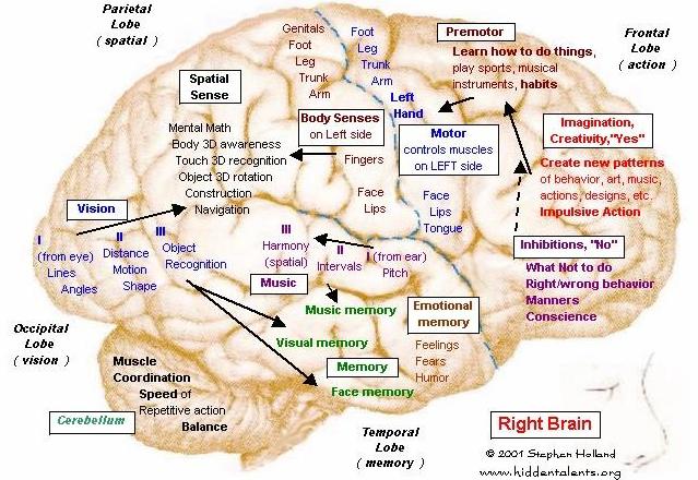 image of right of brain