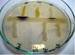 chromobacterium QS