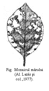 Text Box:  
Fig.  Mozaicul marului (Al. Lazar si 
co1.,1977).

