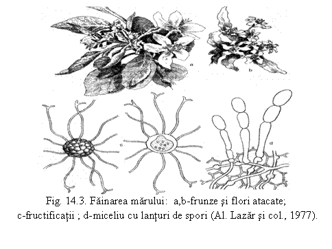Text Box: 
Fig. 14.3. Fainarea marului: a,b-frunze si flori atacate;
 c-fructificatii ; d-miceliu cu lanturi de spori (Al. Lazar si col., 1977).
