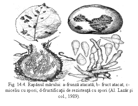 Text Box: 
Fig. 14.4. Rapanul marului: a-frunza atacata; b- fruct atacat; c-miceliu cu spori; d-fructificatii de rezistenta cu spori (Al. Lazar si col., 1989). 
