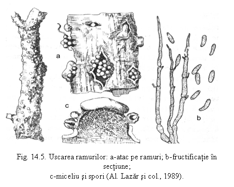Text Box: 

Fig. 14.5. Uscarea ramurilor: a-atac pe ramuri; b-fructificatie in sectiune;
c-miceliu si spori (Al. Lazar si col., 1989).
