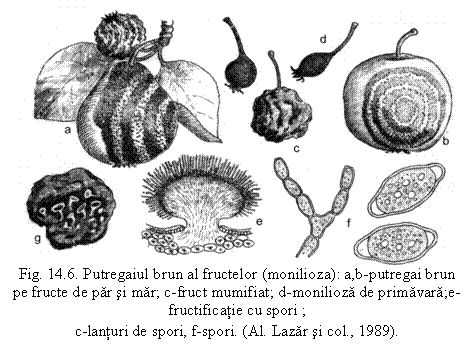Text Box: 
Fig. 14.6. Putregaiul brun al fructelor (monilioza): a,b-putregai brun pe fructe de par si mar; c-fruct mumifiat; d-monilioza de primavara;e-fructificatie cu spori ;
c-lanturi de spori, f-spori. (Al. Lazar si col., 1989).
