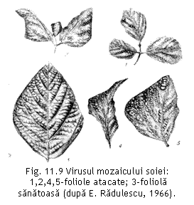 Text Box:  
Fig. 11.9 Virusul mozaicului soiei: 
 1,2,4,5-foliole atacate; 3-foliola sanatoasa (dupa E. Radulescu, 1966).

