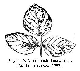 Text Box:  
Fig.11.10. Arsura bacteriana a soiei:
(M. Hatman si col., 1989).

